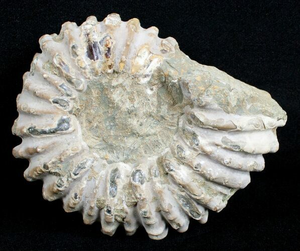 Bumpy / Inch Douvilleiceras Ammonite #3648